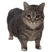 TEST1